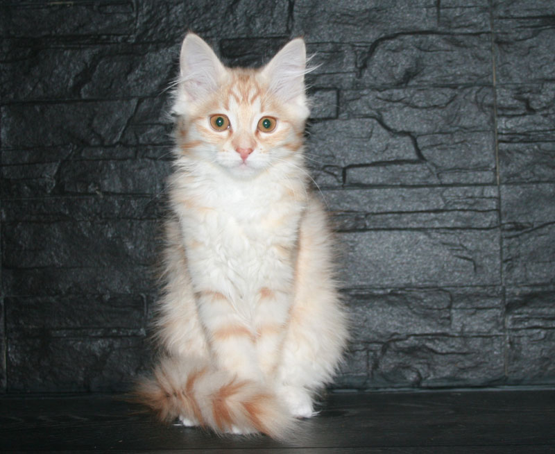 kattunge